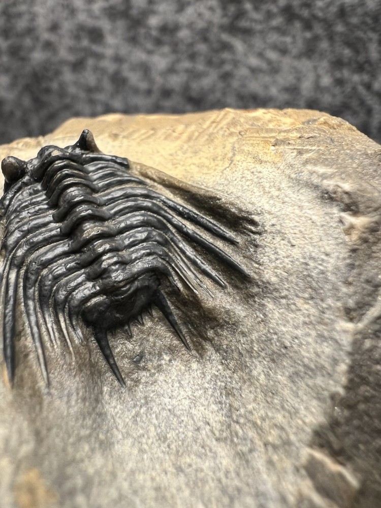 Leonaspis sp. Trilobite Fossil – Nice Example on Natural Matrix