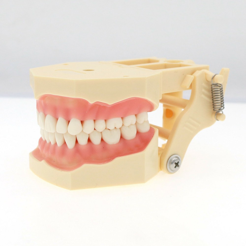 Dental Restorative Typodont Teeth Model Frasaco AG3 Type 32Pcs Removable Teeth