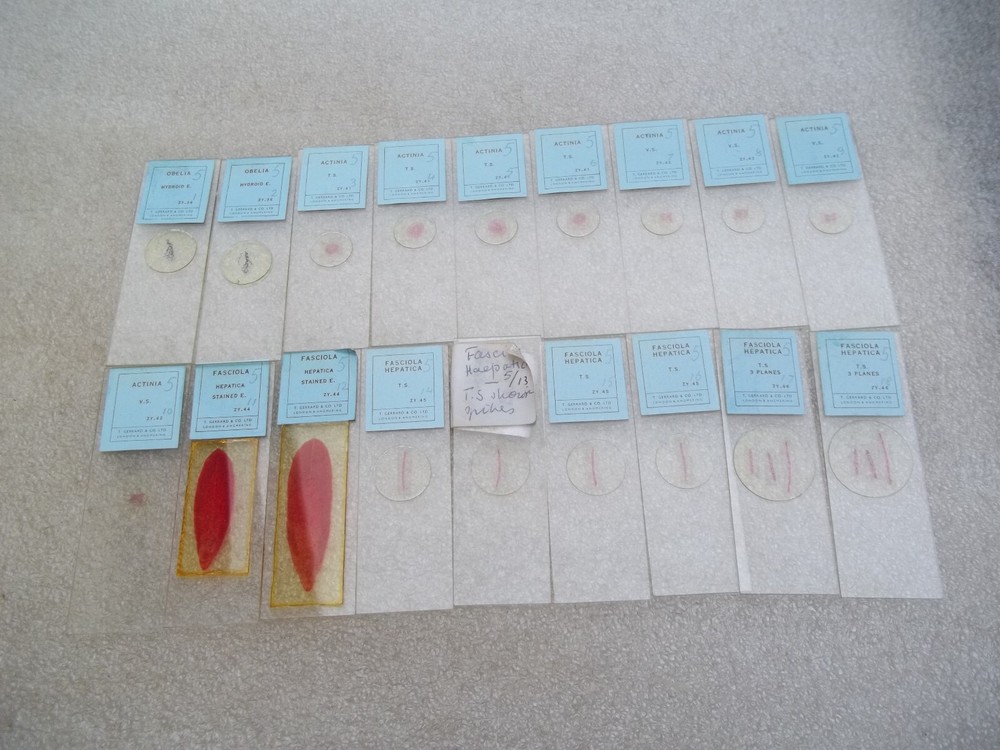 Vintage Glass Microscope Slides -