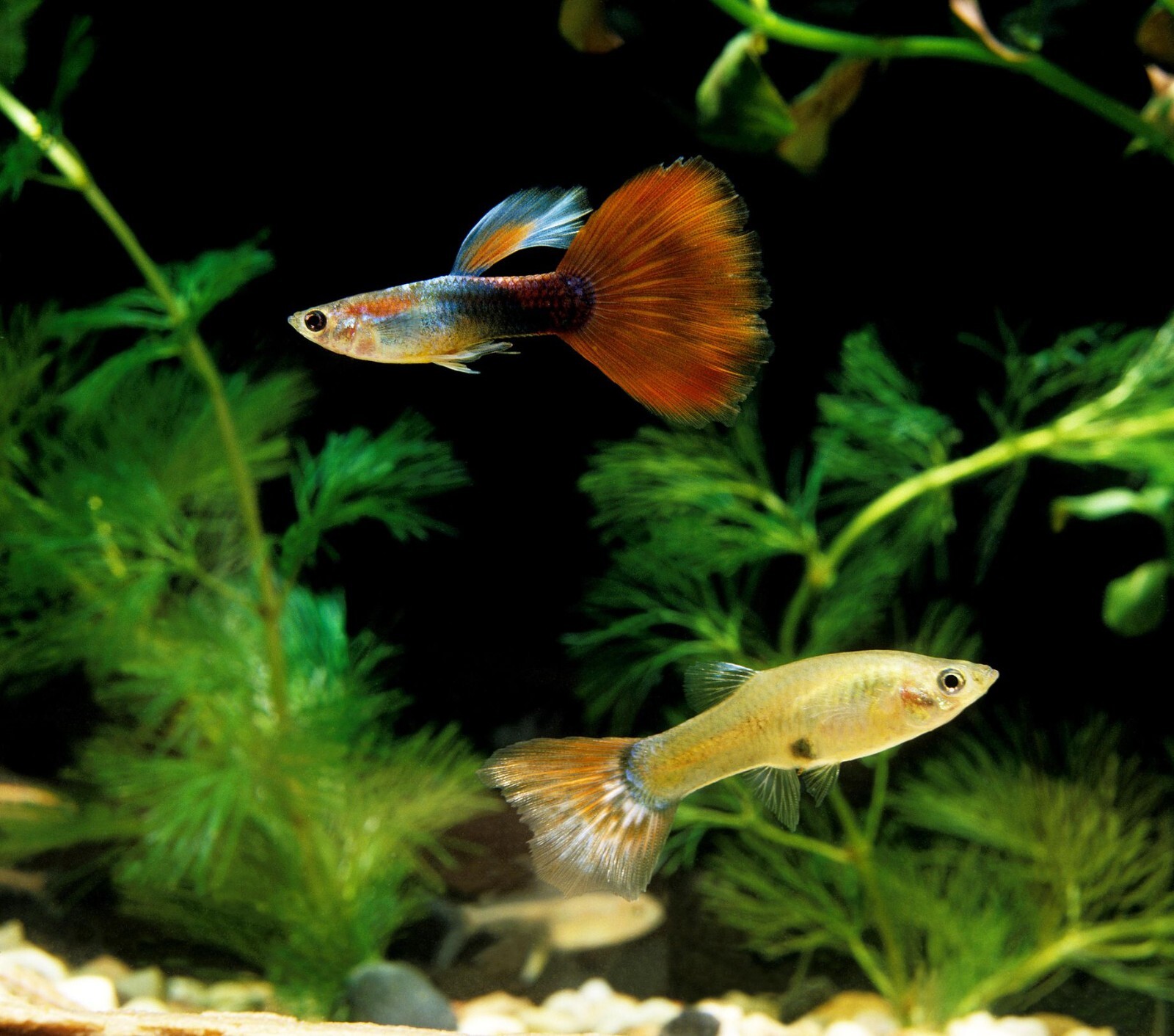 Tropical Fish Flakes for All Tropical Fish, Guppies, Tetras, Livebearers. WL