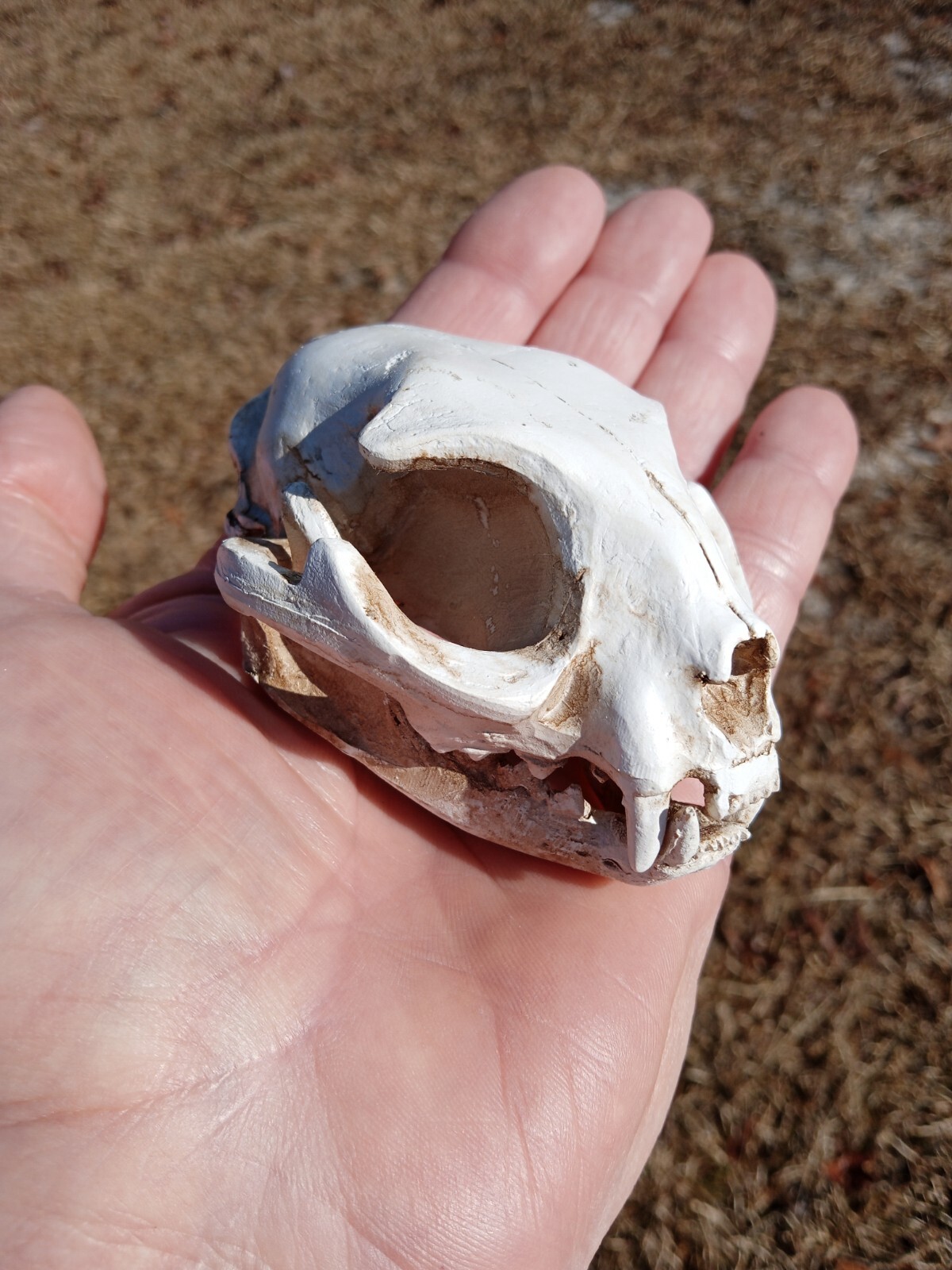 High Quality Replica Resin 😺 Cat Skull. Beautiful Display Cat Skull. Y3