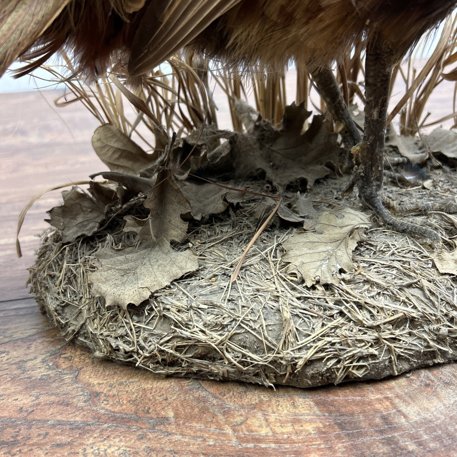 Ringneck Rooster Pheasant Taxidermy Standing Mount Habitat Base Foliage