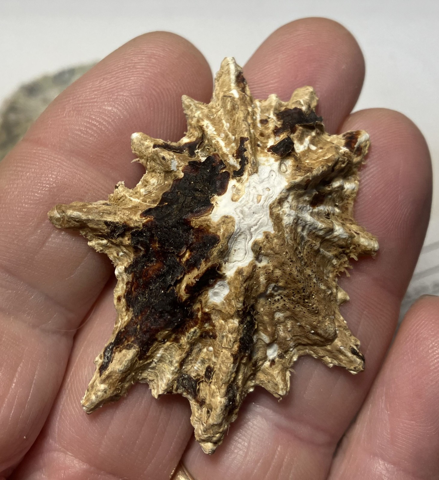 Limpets. 3 species. Diadora sp., Patella sp., Megathura crenulata. Great Shape