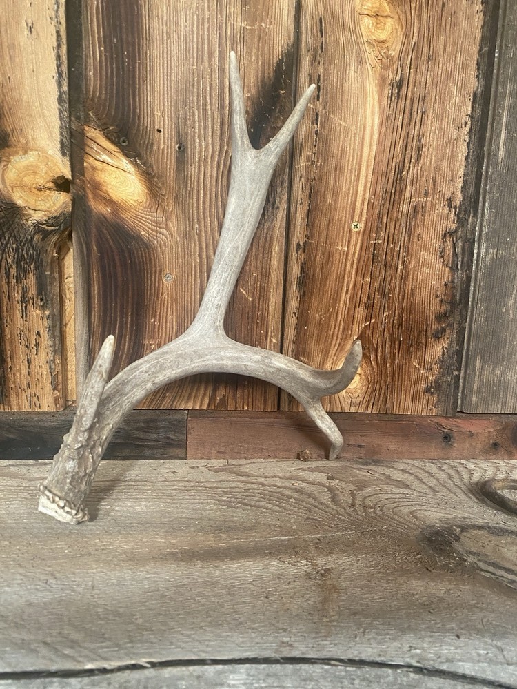 Funky Mule Deer Shed ~ Antler