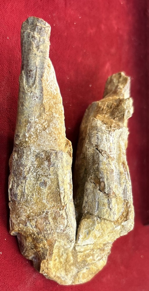 4” Basilosaurus Tooth 40-34 Mil Yrs Old Late Eocene