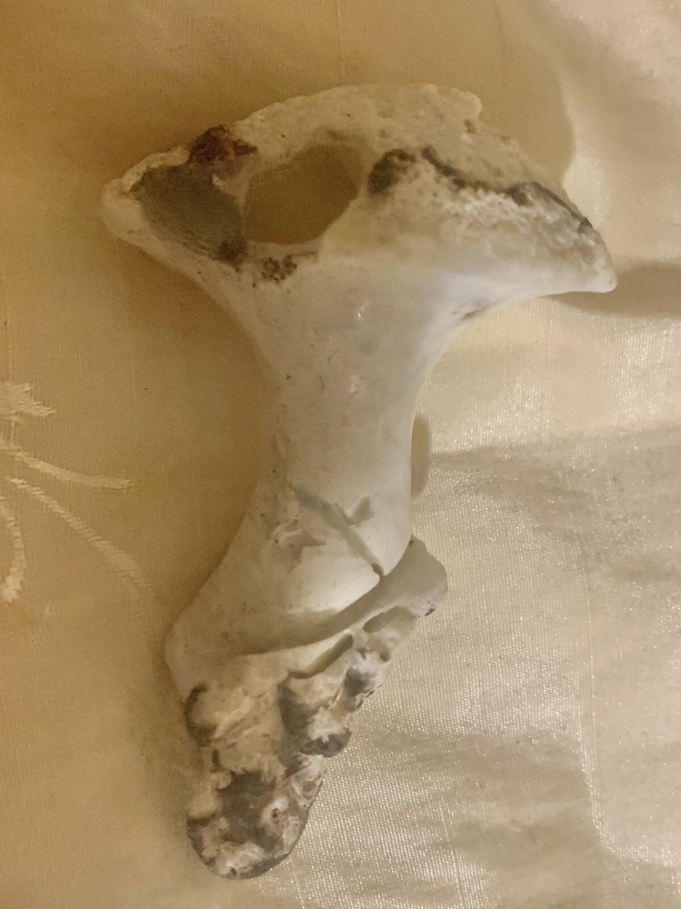 Mushroom Shaped Shell Fossil