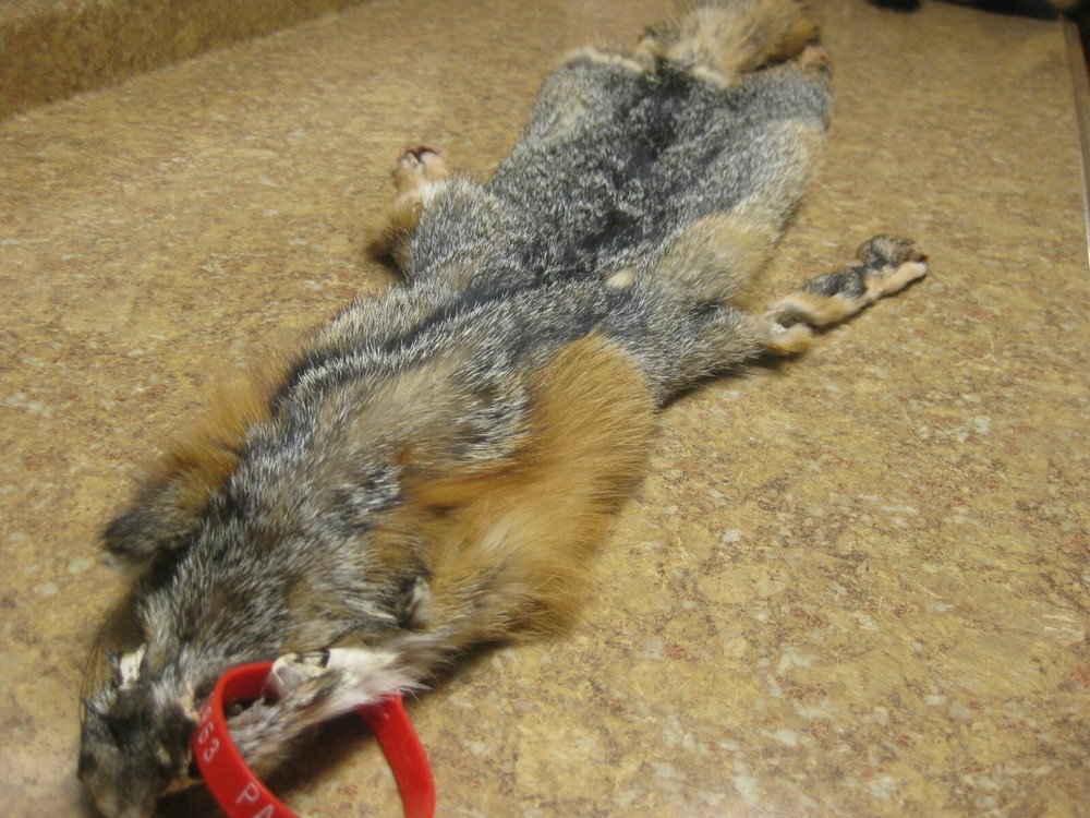 Tanned Grey Fox Damaged #0011963 Row A-1