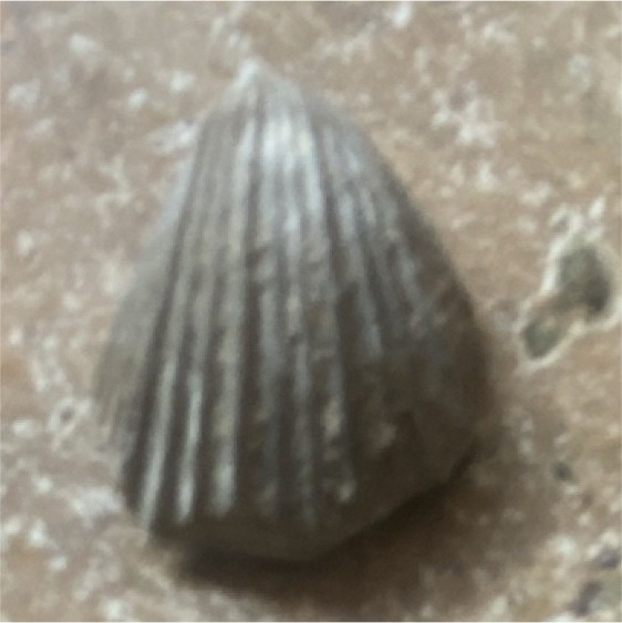 Fossilized Shell Rock Mineral Specimen