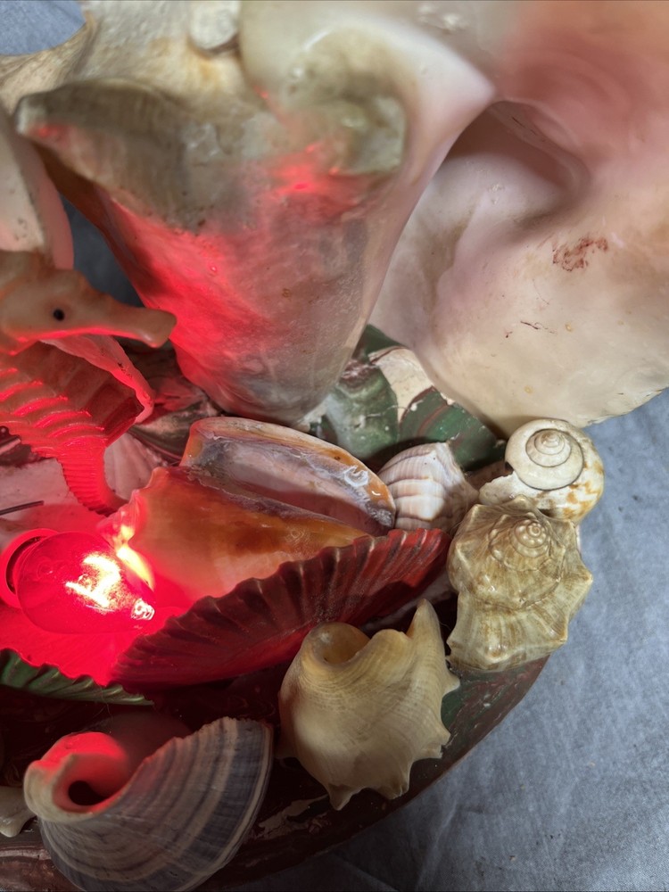 Handmade Sea Shell Display With Light
