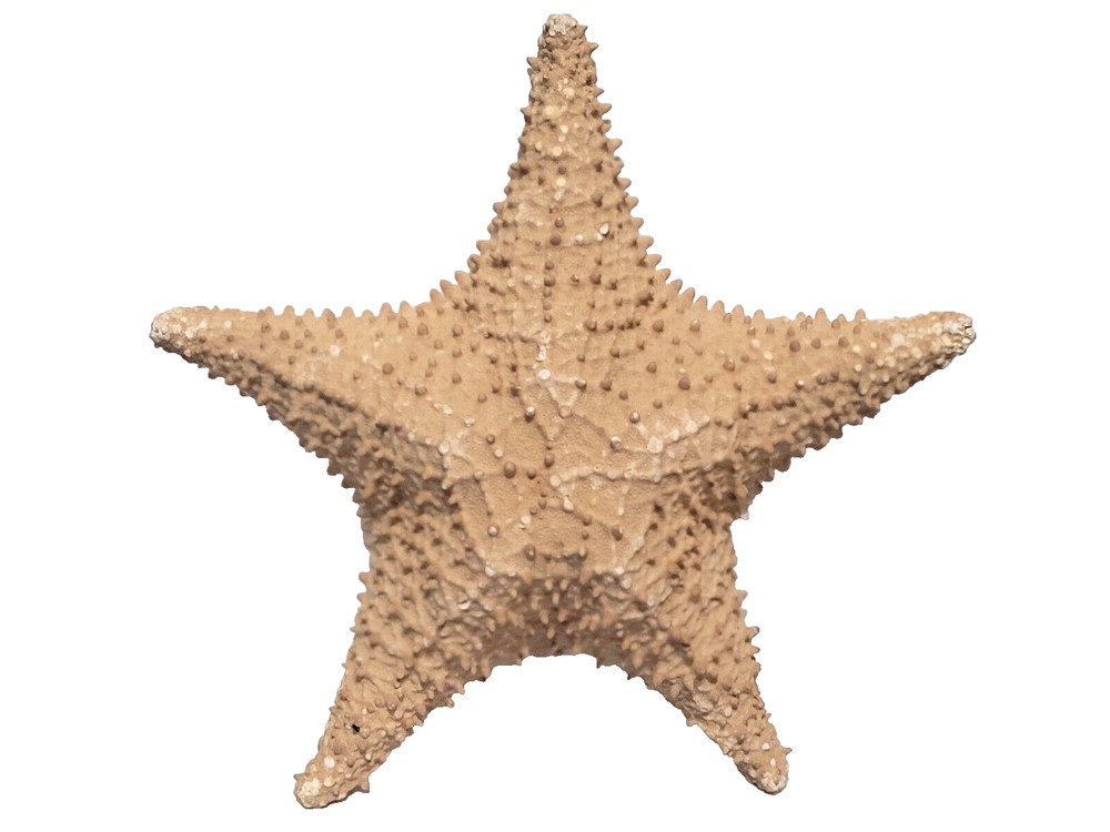 Large Natural Dried Starfish 10” Ocean Nautical Decor