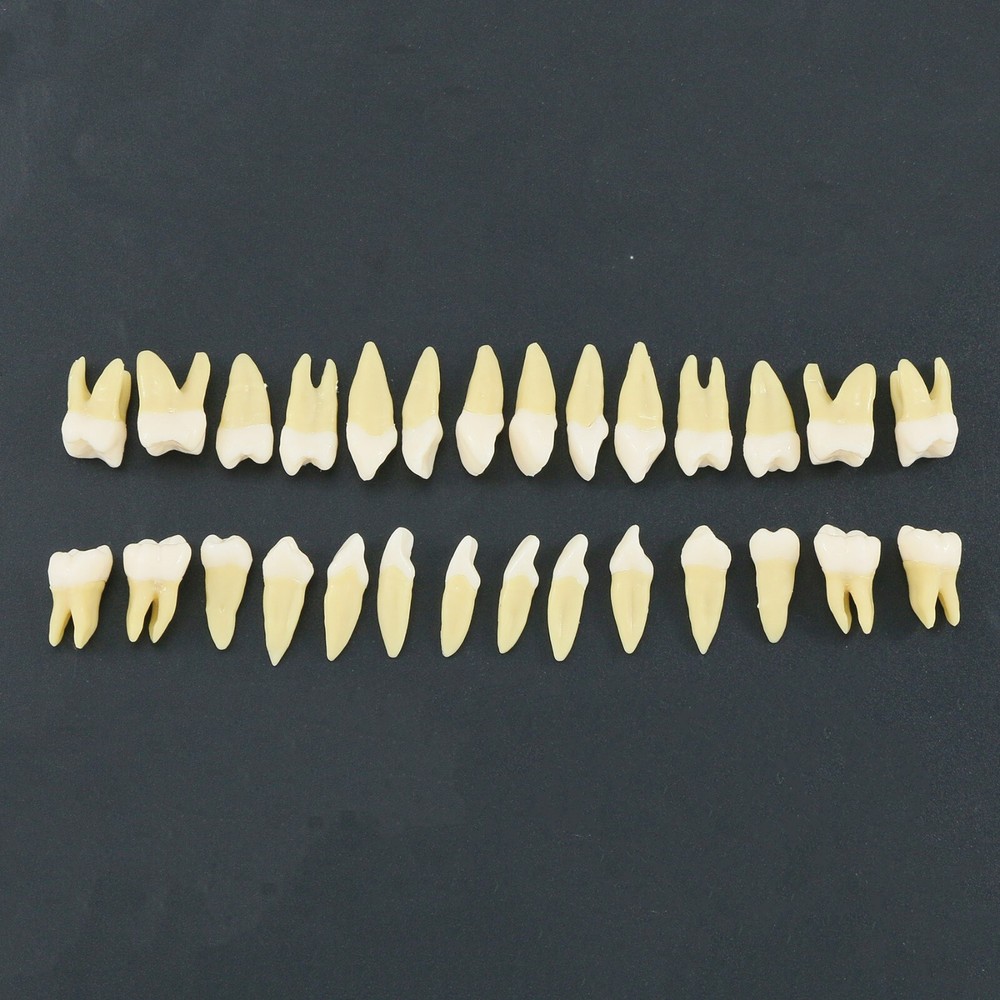 28Pcs Dental 1:1 Permanent Teeth Demonstration Teach Study Typodonts Model M7021