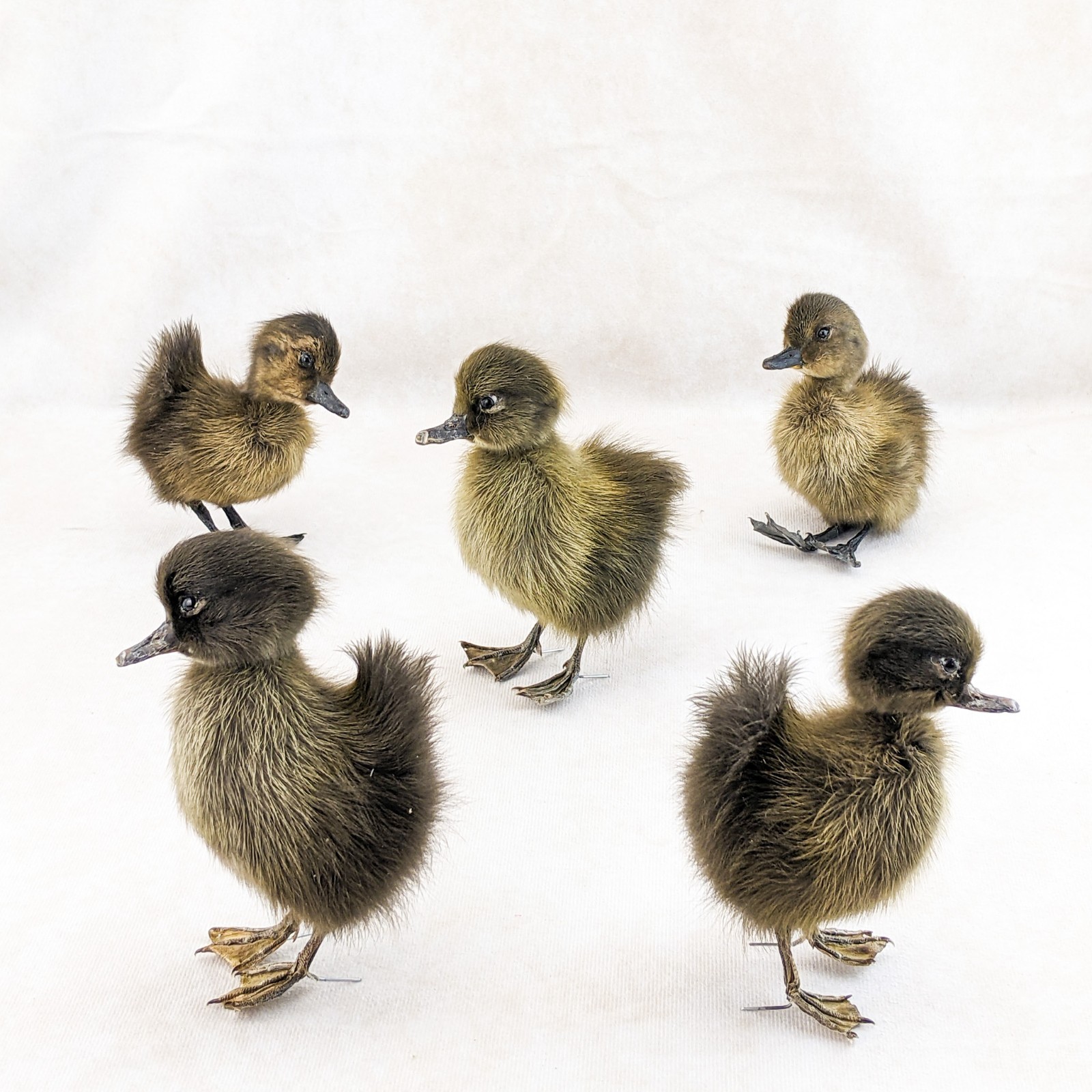 Domestic Duck Baby Duckling taxidermy species: A Platyrhynchos domesticus