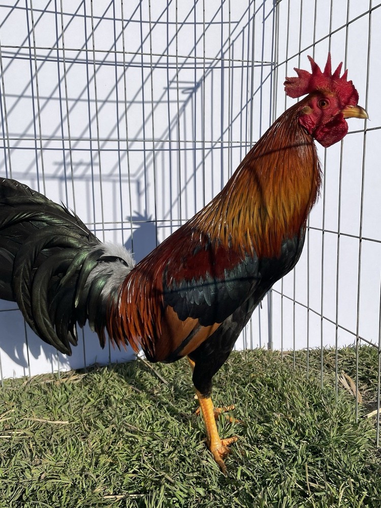 DoubleHFarm|| Fertilized 12 Hatching Eggs