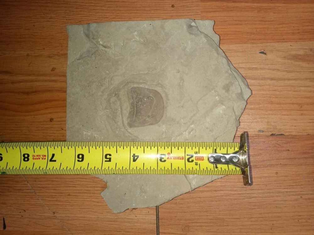 Fossilized Eruptured