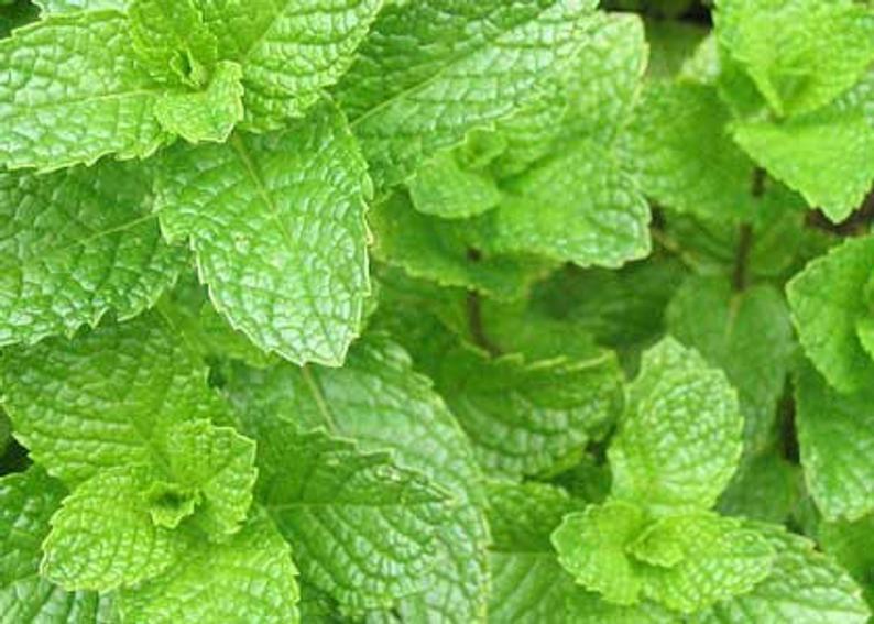 Organic Spearmint Tea