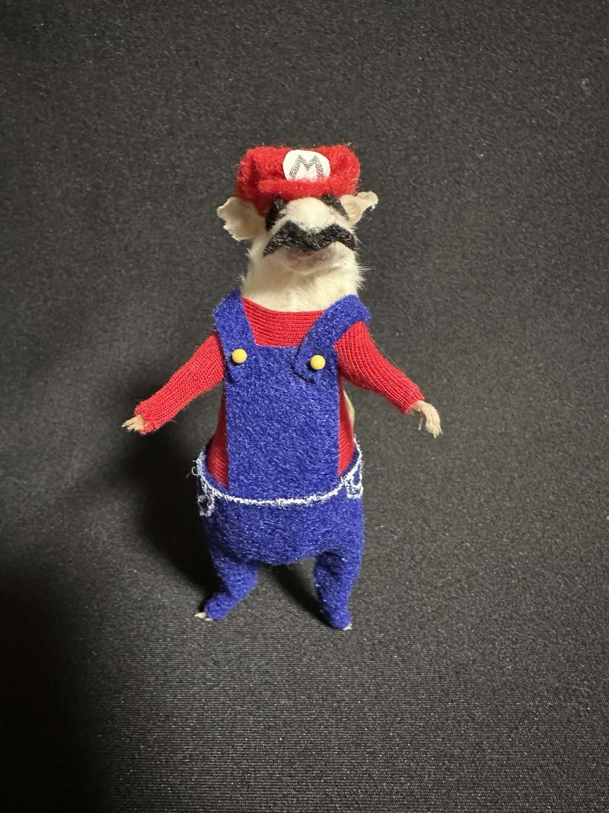 Taxidermy Mouse Super Mario Mouse Oddities Curiosities Taxidermy Art