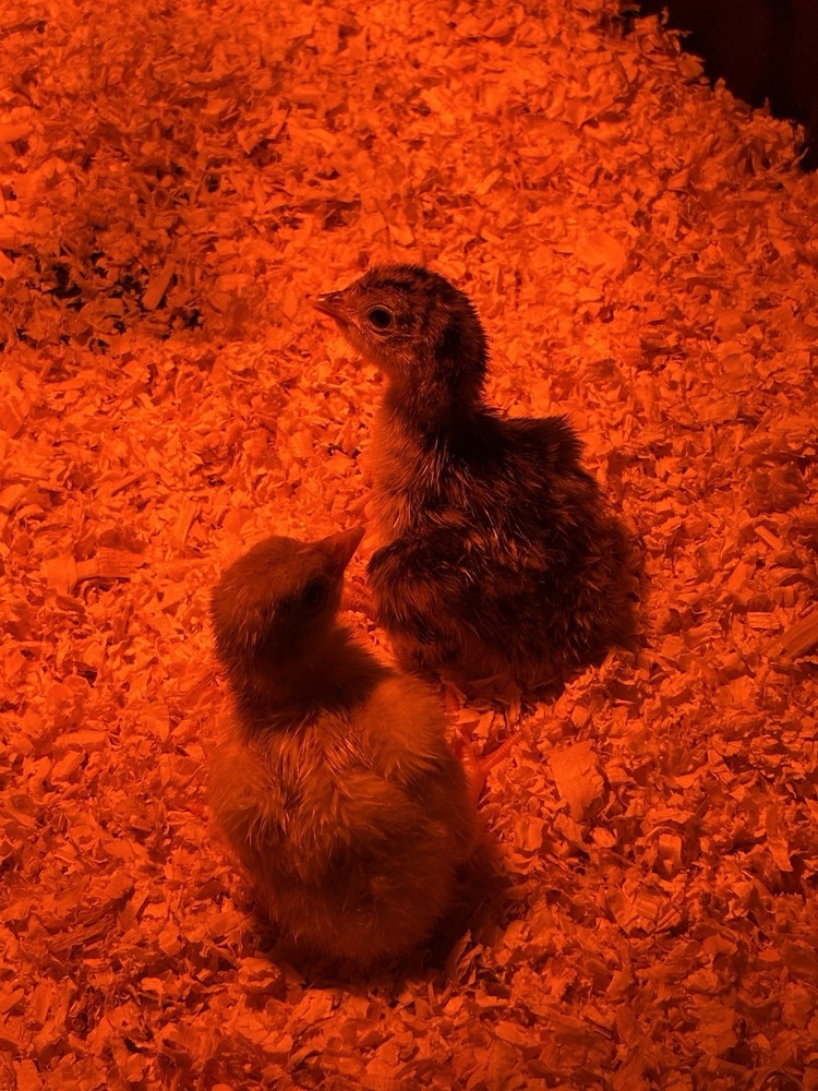 Black heritage Turkey Hatching eggs (4 + up to 2 extra)