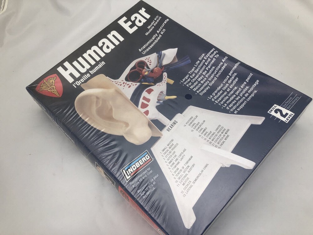 Skilcraft Human Ear Anatomically Accurate Kit Teaching Aid or Unassembled Kit