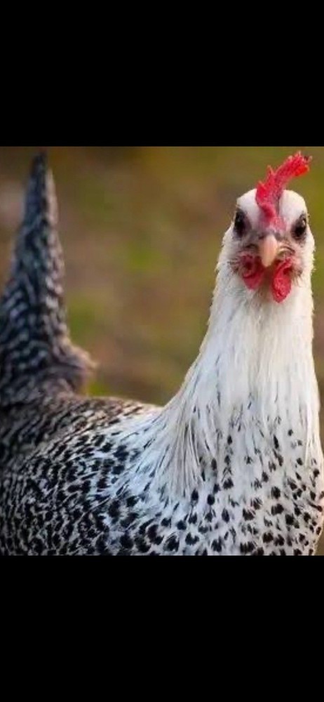 Silver Campine Hatching Eggs ~Super Rare~