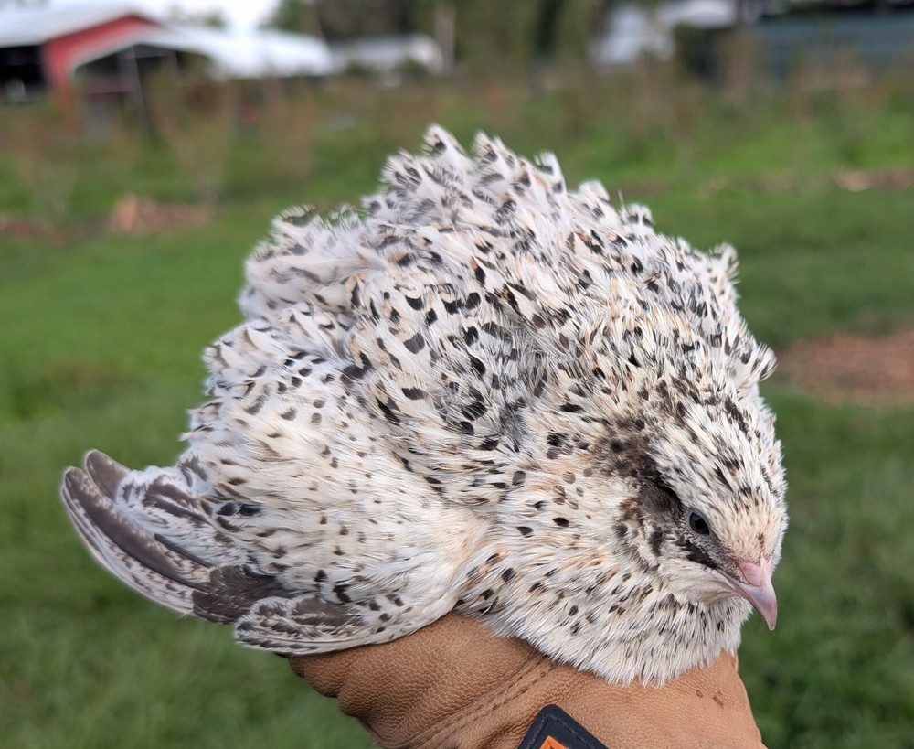 55 ++ Rainbow Coturnix Quail Hatching Eggs