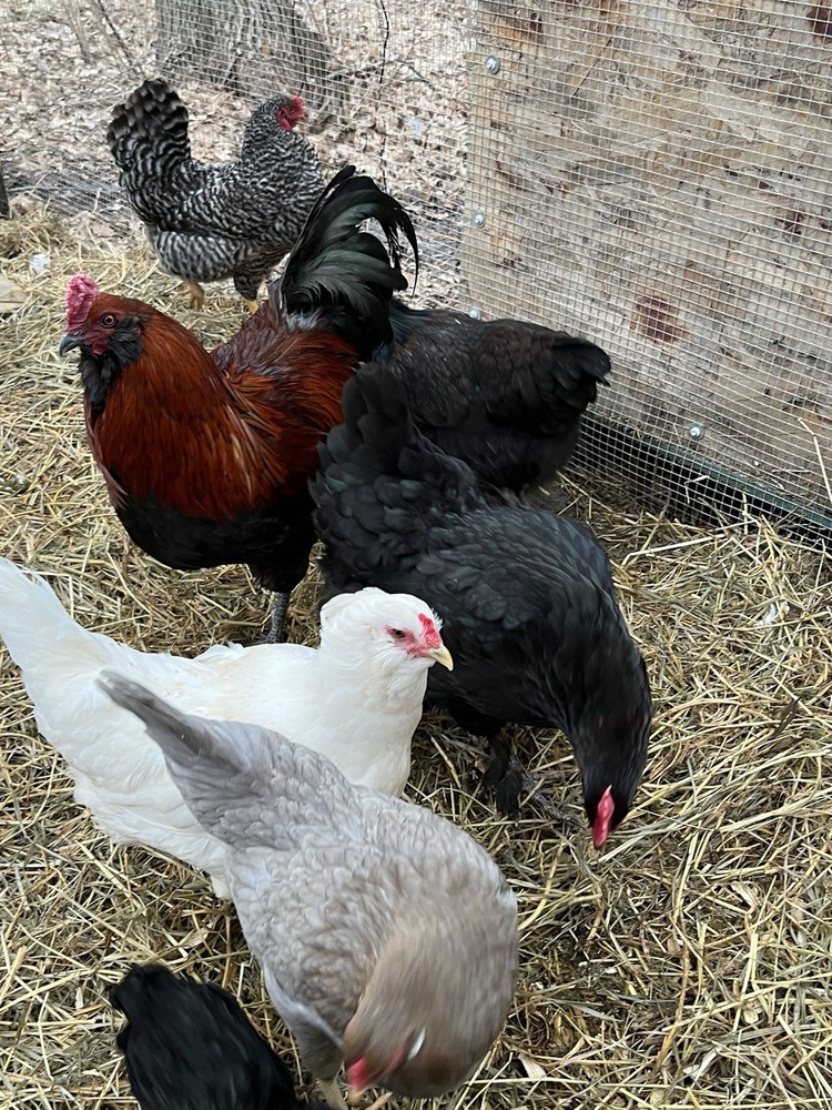 6+2 Rainbow Hatching Eggs Easter Egger Olive Egger Ameraucana Marans Priority S
