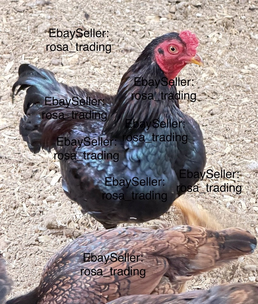 Dark Cornish Bantam Hatching Eggs 10 Pcs