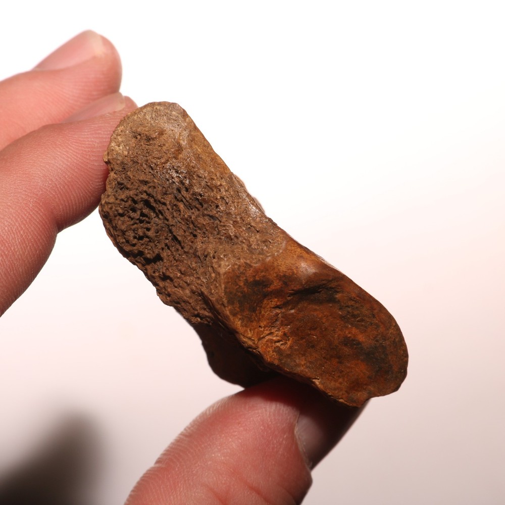 Dinosaur Process / Skull Connection Fossil - Hell Creek Formation - Cretaceous