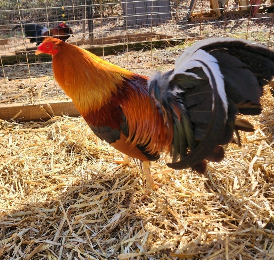 GT FARM|| Dozen Fertilized Hatching Eggs