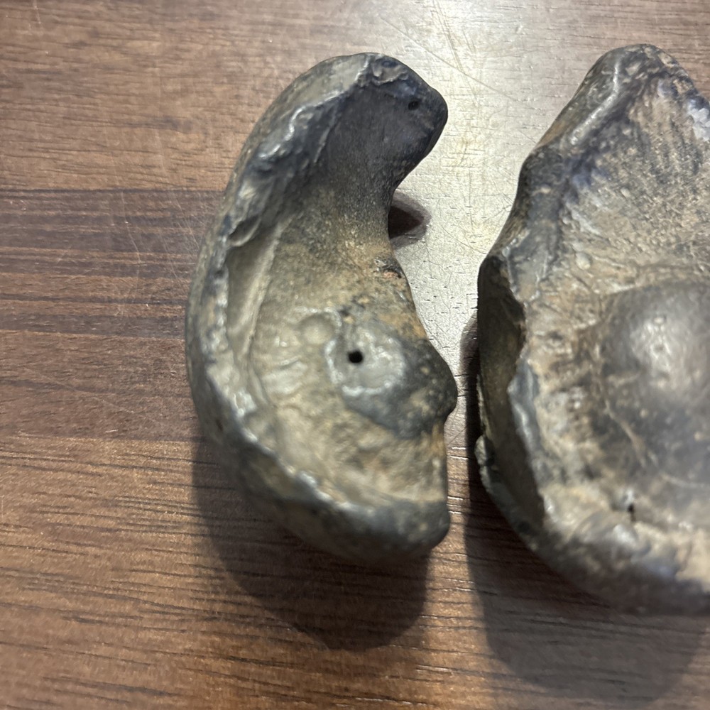 (2) 3 Inch Fossilized Whale Ear Bones
