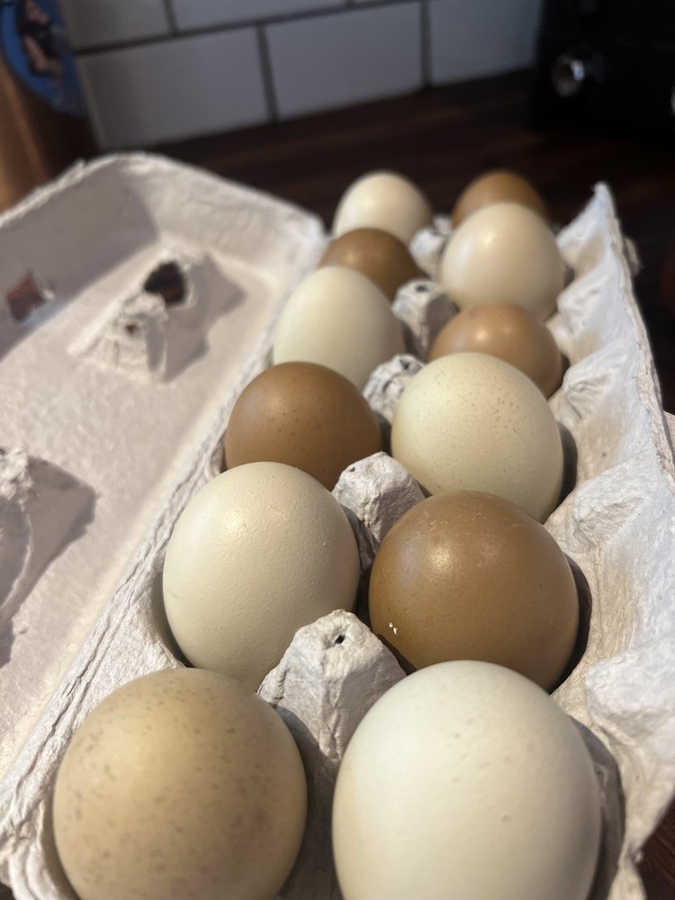 Black Copper Marans & Olive/Coffee/Earth Egger Hatching Eggs
