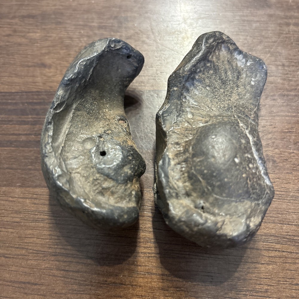 (2) 3 Inch Fossilized Whale Ear Bones
