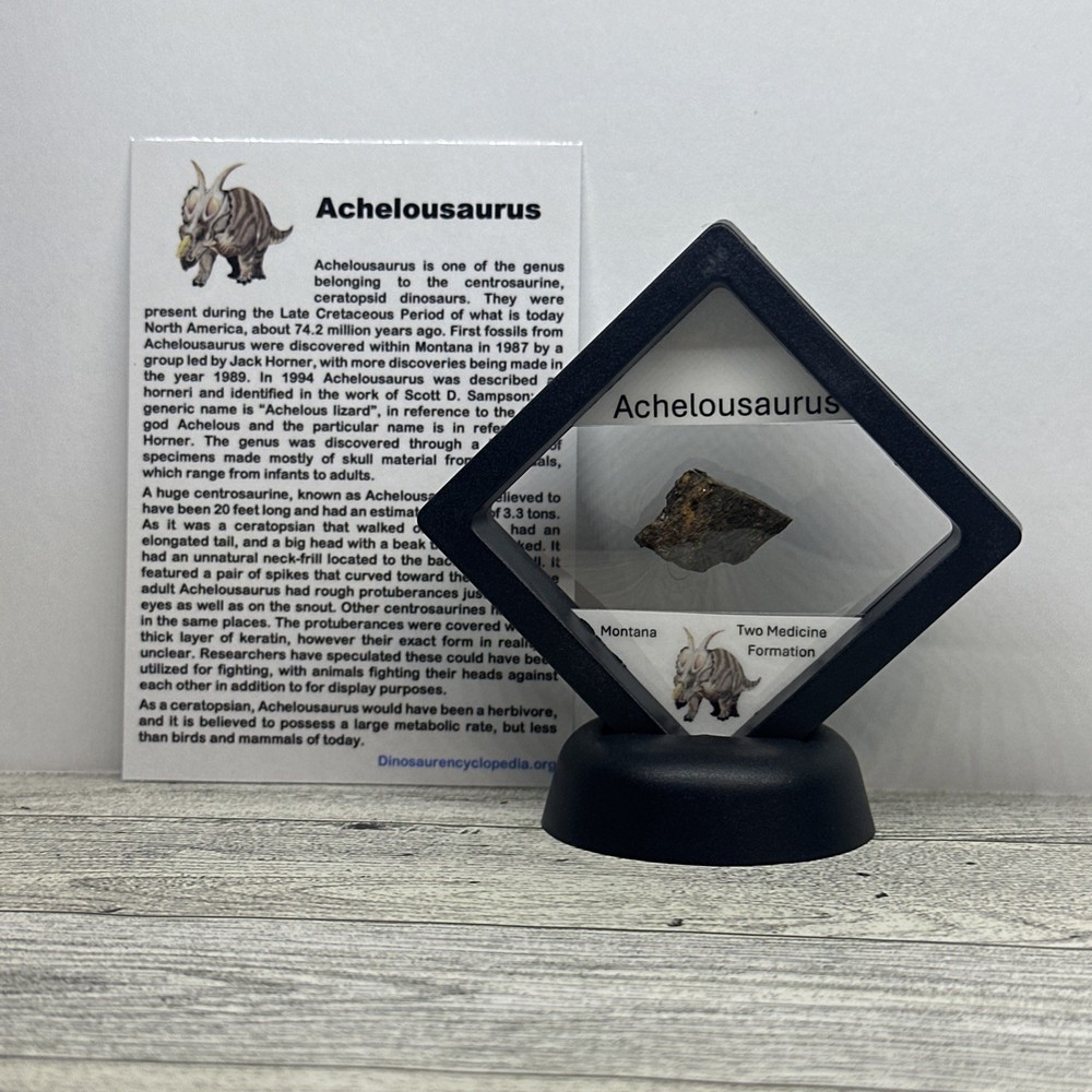 Achelousaurus Extinct Ceratops Dinosaur Bone Fossil in Display Case