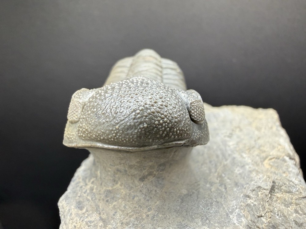 Moroccops Trilobite - Top Quality Specimen