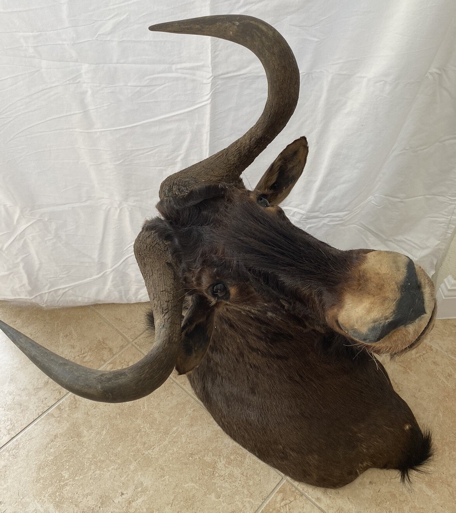 Black Wildebeest Taxidermy Mount