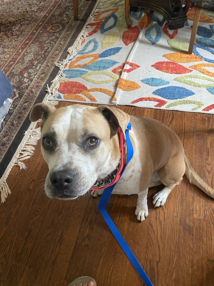 Mayerzon NIP Pronged Training Collar With Attached Leash large