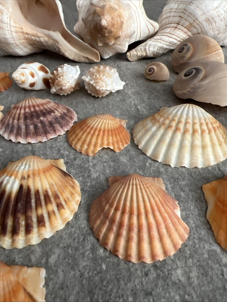 Beautiful Sea Shells Various !!