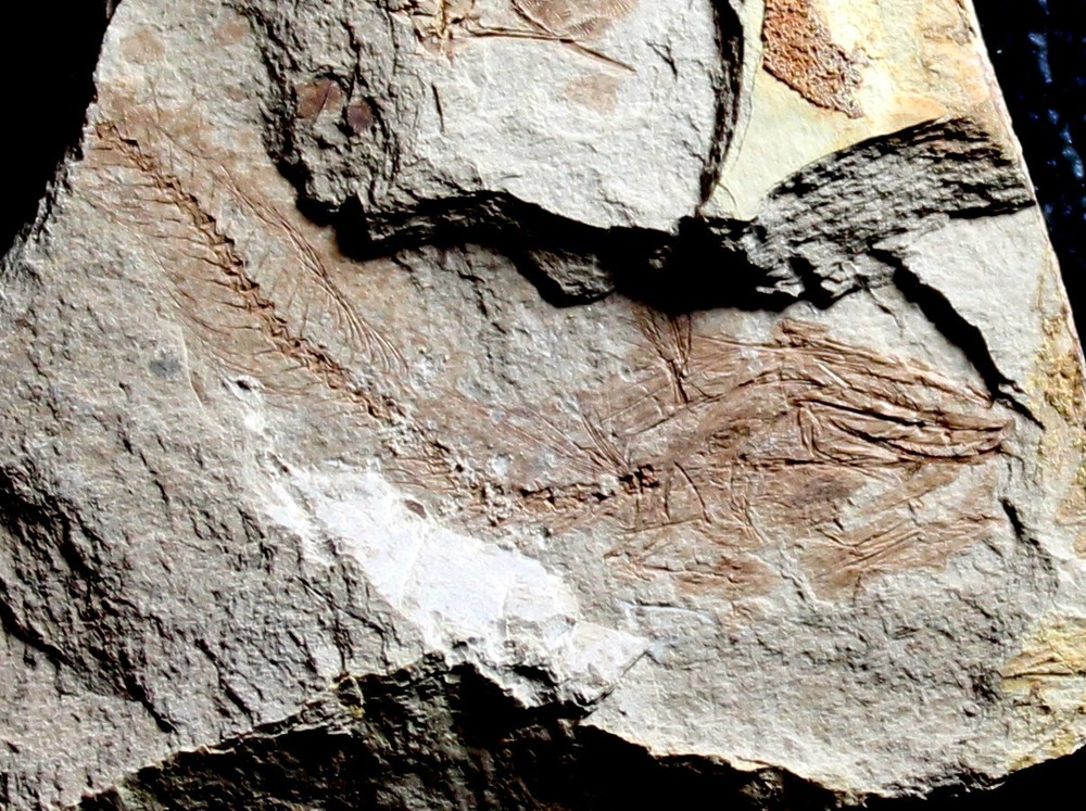 Palaeogadus sp - Oligocene fossil fish