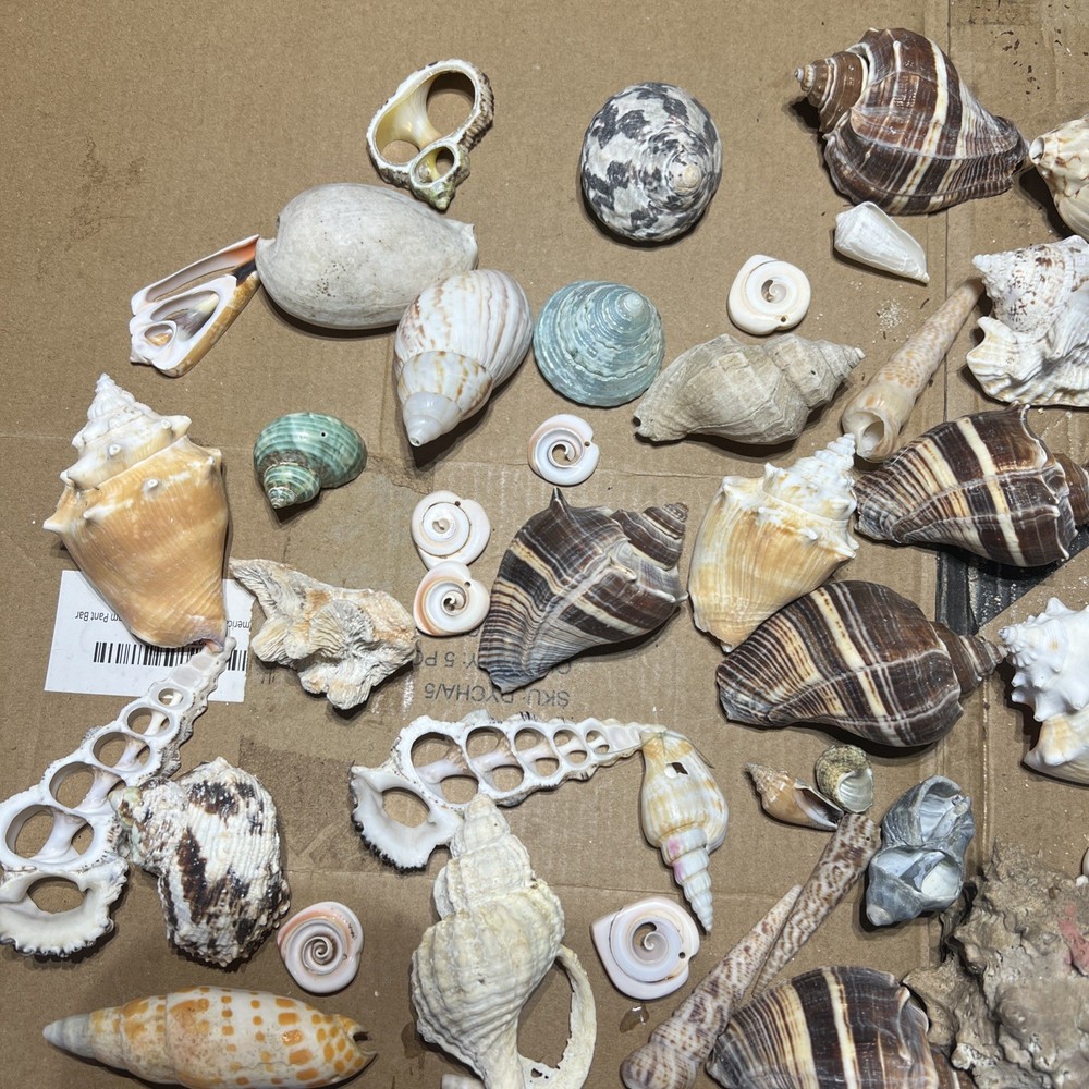Collection of Sea Shells Various Types and Sizes Lot Bundle Small Medium