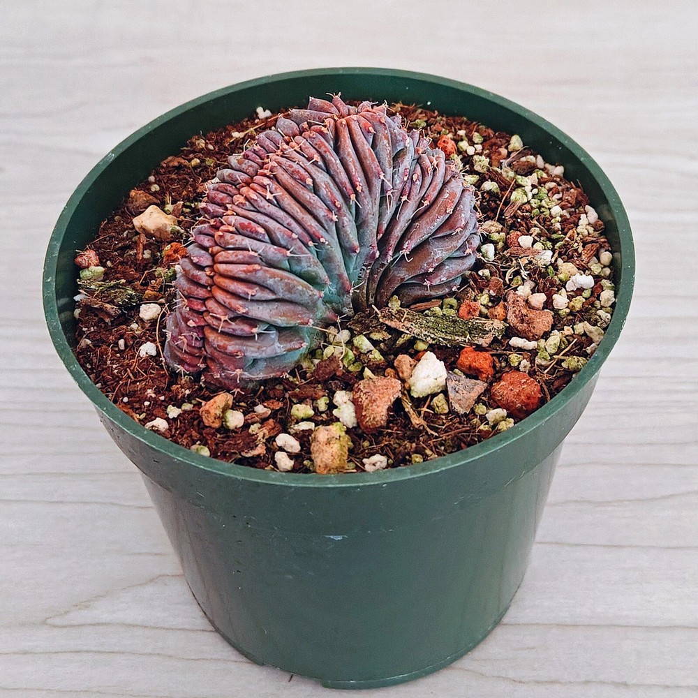 Cactus - Crested Myrtillocactus Geometrizans : Dinosaur Back - In 4" Pot (MD)