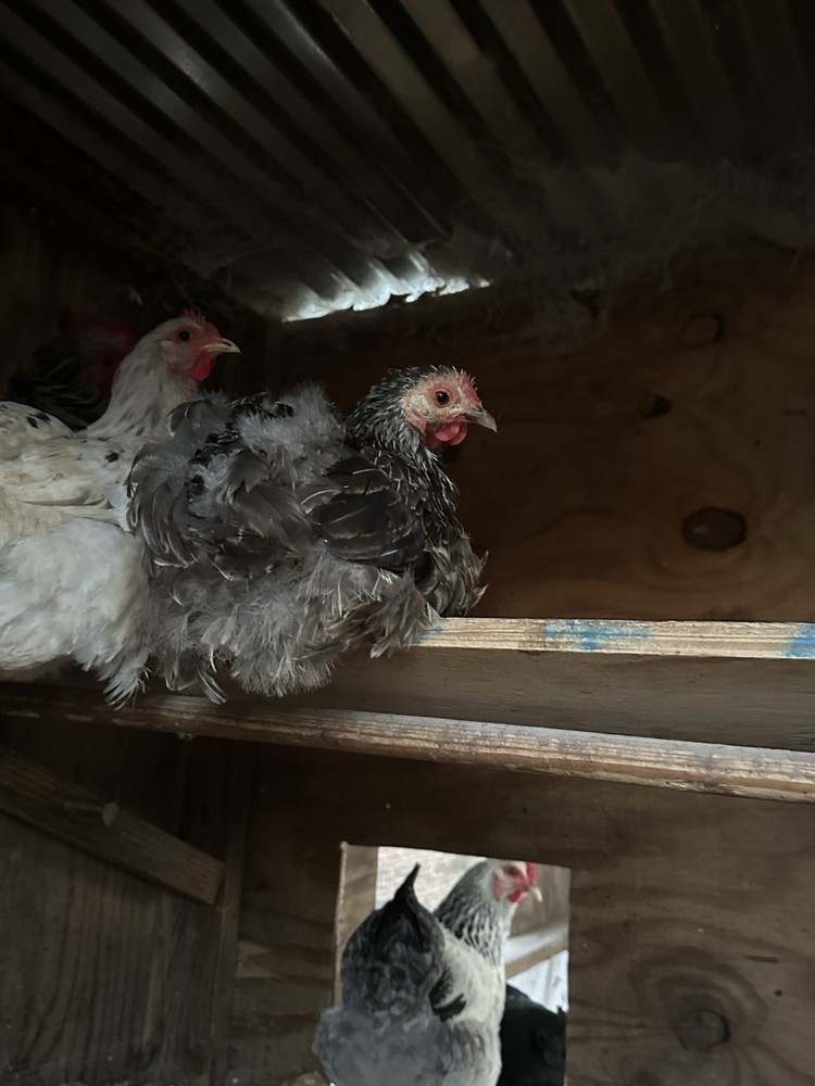 Bantam Cochin Fun Pen