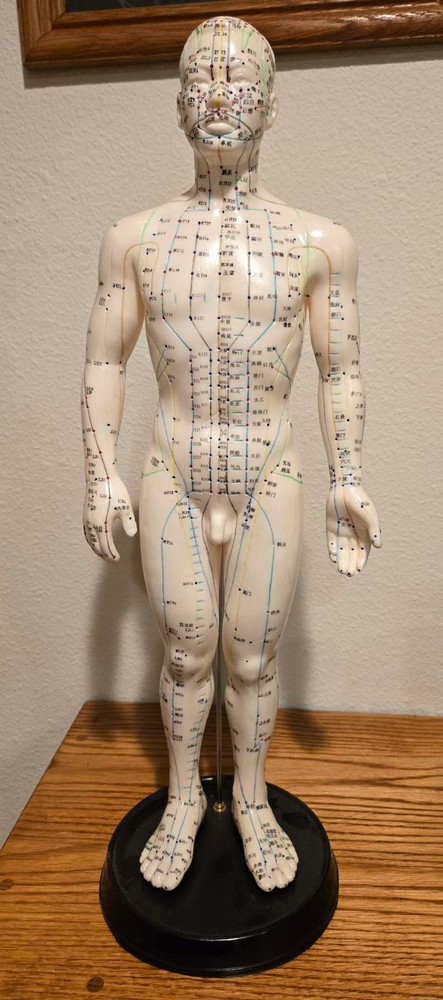 Male Acupuncture Model 20" w/stand