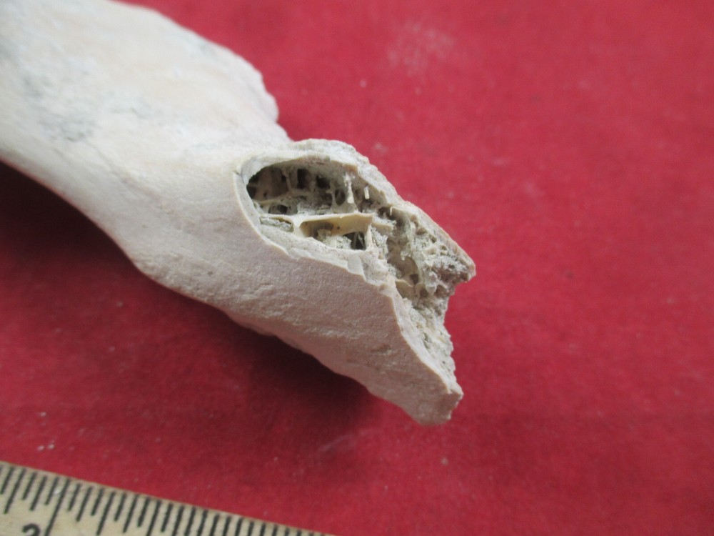 Nebraska Badlands Fossils Mixed Bones Hip Socket , and more