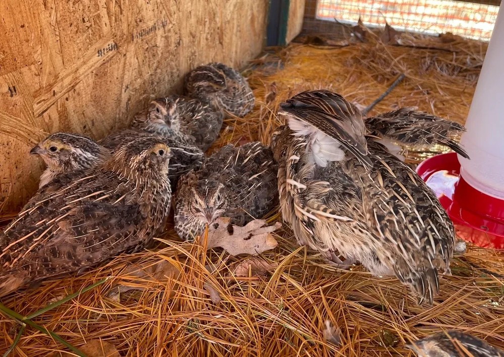 24 Fertile Coturnix quail hatching eggs - Hatching Eggs - Quail - Speckled Brown