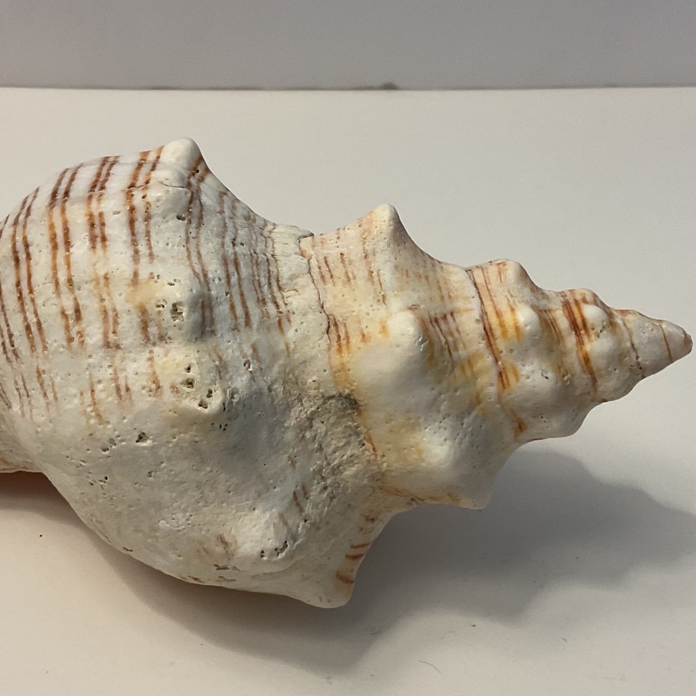 Conch Seashell Brown & White 7” Long Sea Shell