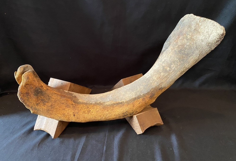 Large, Heavy Fossilized Whale Bone