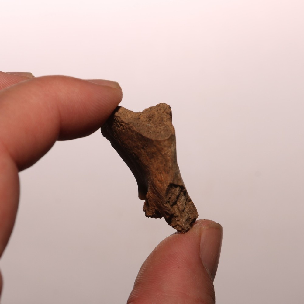 Dinosaur Process / Brain Case Partial Hell Creek Formation - Dinosaur Fossil