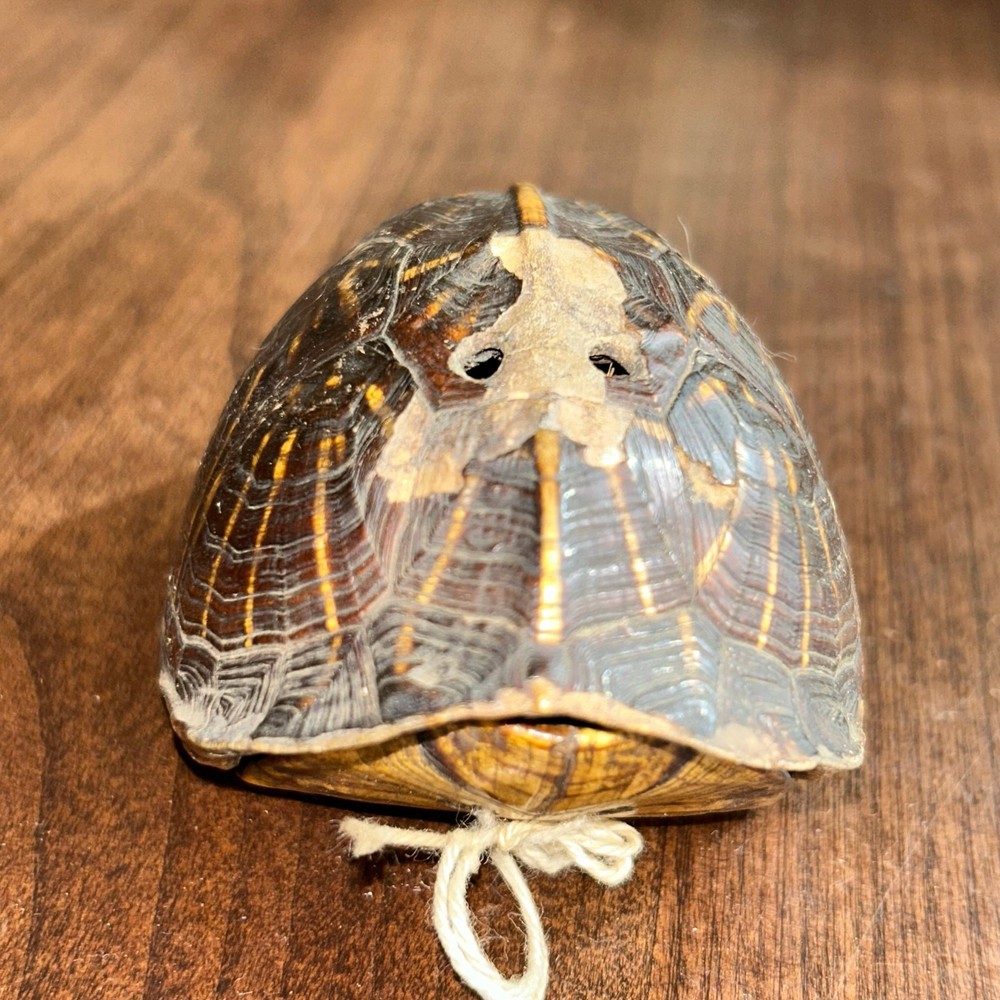 C. 1890 Southeastern Turtle Shell Pierced Rattle