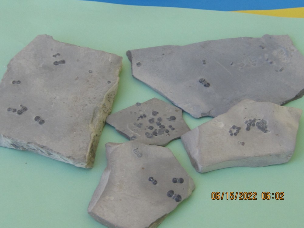 PERONOPSIS FOSSIL FIVE MULTIPLE TRILOBITE PLATES