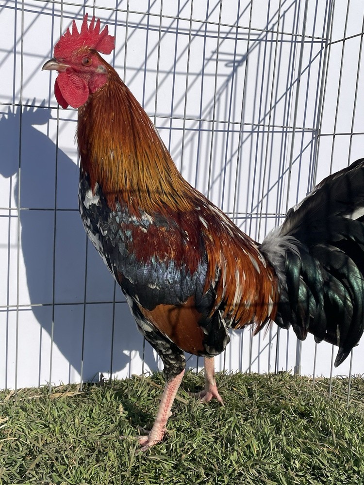 DoubleHFarm|| Fertilized 12 Hatching Eggs