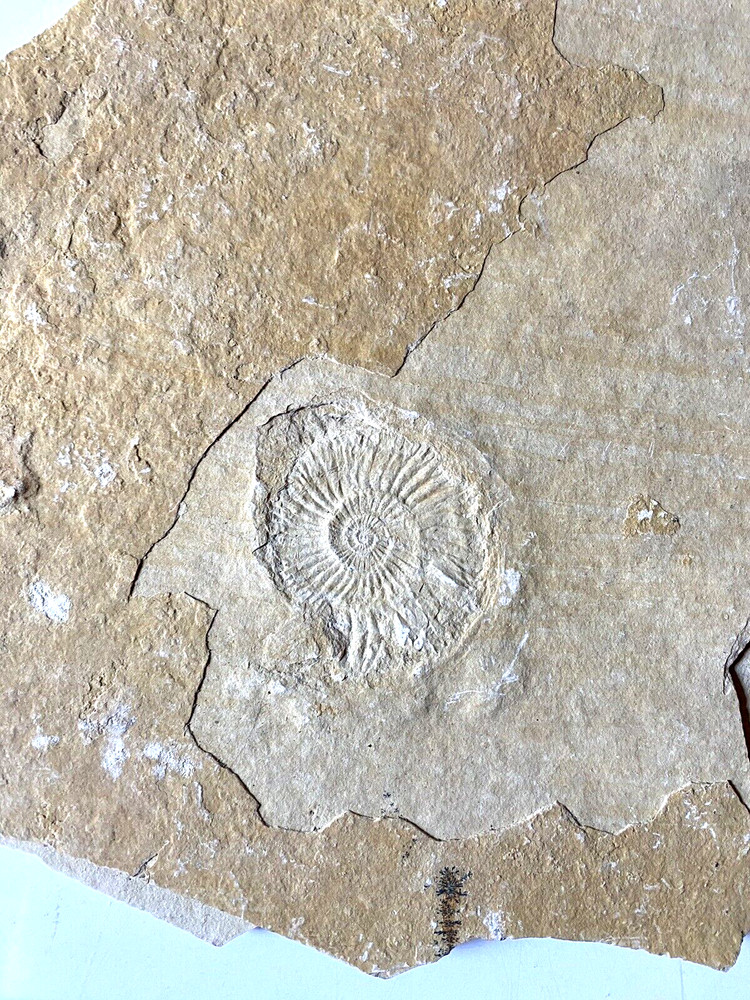 Fossil With Inclusions See Photos